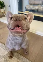 Pretty girl #1, a female French Bulldog for sale in Los Angeles, CA – Photo 7 of 9