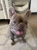 Pretty girl #1, a female French Bulldog for sale in Los Angeles, CA – Photo 6 of 9