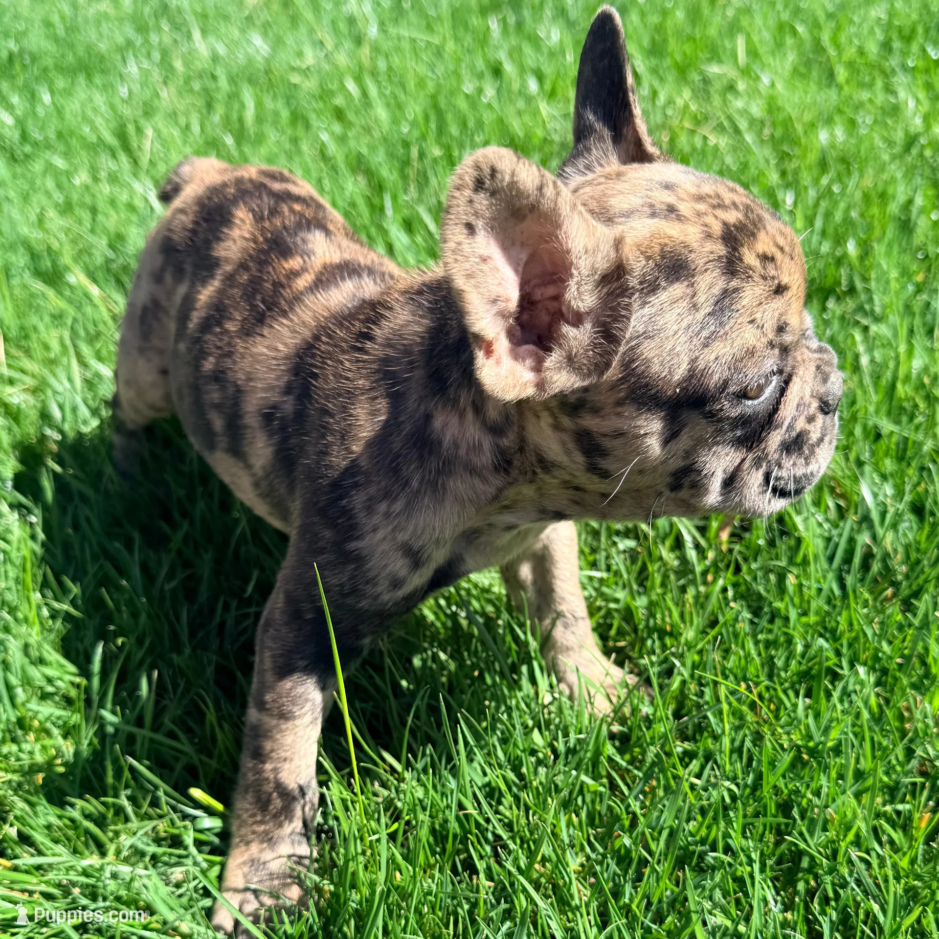 Pretty girl #1, a female French Bulldog for sale in Los Angeles, CA – Photo 3 of 9