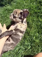 Maple (Girl 2), a female French Bulldog for sale in Los Angeles, CA – Photo 3 of 7