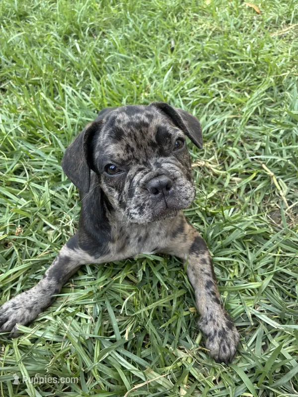Milky Way – French Bulldog puppy for sale in Moreno Valley, CA