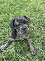 Milky Way, a male French Bulldog for sale in Moreno Valley, CA – 1 of 9