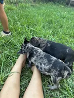 Oreos, a female French Bulldog for sale in Moreno Valley, CA – 4 of 9