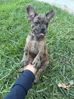 Left Twix , a male French Bulldog for sale in Moreno Valley, CA – 3 of 10