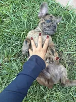 Right Twix , a male French Bulldog for sale in Moreno Valley, CA – 5 of 10