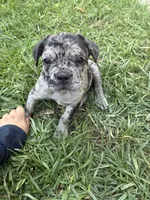 Oreos, a female French Bulldog for sale in Moreno Valley, CA – 3 of 9