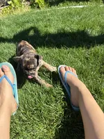 Amber (Girl 3), a female French Bulldog for sale in Los Angeles, CA – Photo 5 of 9