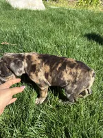 Amber (Girl 3), a female French Bulldog for sale in Los Angeles, CA – Photo 2 of 9