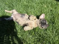 Amber (Girl 3), a female French Bulldog for sale in Los Angeles, CA – Photo 4 of 9