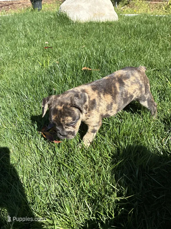 Amber (Girl 3), a female French Bulldog for sale in Los Angeles, CA – Photo 1 of 9