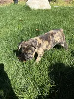 Amber (Girl 3), a female French Bulldog for sale in Los Angeles, CA – Photo 1 of 9