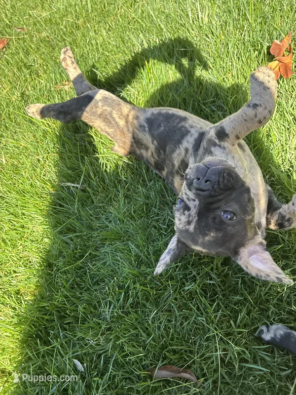 Pretty girl #3, a female French Bulldog for sale in Los Angeles, CA – Photo 1 of 6