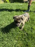 Pretty girl #3, a female French Bulldog for sale in Los Angeles, CA – Photo 2 of 6