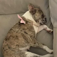 Itty Bitty (Girl 4) - R.e.s.e.r.v.e.d, a female French Bulldog for sale in Los Angeles, CA – Photo 9 of 10