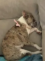 Itty Bitty (Girl 4), a female French Bulldog for sale in Los Angeles, CA – Photo 9 of 10