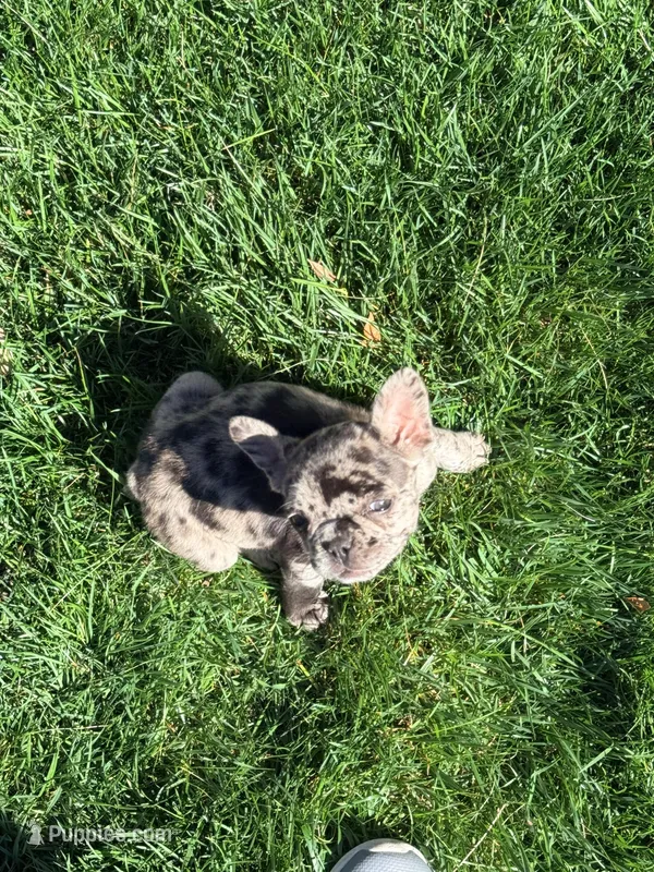 Itty Bitty (Girl 4), a female French Bulldog for sale in Los Angeles, CA – Photo 1 of 10