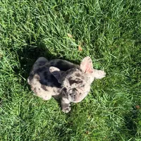 Itty Bitty (Girl 4) - R.e.s.e.r.v.e.d, a female French Bulldog for sale in Los Angeles, CA – Photo 1 of 10