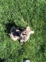 Itty Bitty (Girl 4), a female French Bulldog for sale in Los Angeles, CA – Photo 1 of 10