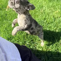 Itty Bitty (Girl 4) - R.e.s.e.r.v.e.d, a female French Bulldog for sale in Los Angeles, CA – Photo 4 of 10