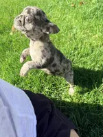 Itty Bitty (Girl 4), a female French Bulldog for sale in Los Angeles, CA – Photo 4 of 10