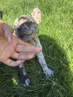 Itty Bitty (Girl 4), a female French Bulldog for sale in Los Angeles, CA – Photo 2 of 10