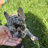Itty Bitty (Girl 4) - R.e.s.e.r.v.e.d, a female French Bulldog for sale in Los Angeles, CA – Photo 5 of 10
