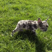 Itty Bitty (Girl 4) - R.e.s.e.r.v.e.d, a female French Bulldog for sale in Los Angeles, CA – Photo 6 of 10