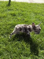 Itty Bitty (Girl 4), a female French Bulldog for sale in Los Angeles, CA – Photo 6 of 10