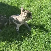 Itty Bitty (Girl 4) - R.e.s.e.r.v.e.d, a female French Bulldog for sale in Los Angeles, CA – Photo 3 of 10