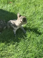 Itty Bitty (Girl 4), a female French Bulldog for sale in Los Angeles, CA – Photo 3 of 10