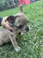 Tiny , a male French Bulldog for sale in Moreno Valley, CA – 4 of 10