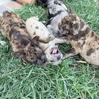 Left Twix , a male French Bulldog for sale in Moreno Valley, CA – 5 of 10