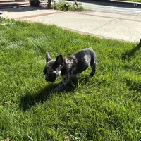 Phantom (Boy 2) - R.e.s.e.r.v.e.d, a male French Bulldog for sale in Los Angeles, CA – Photo 6 of 10