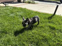 Phantom (Boy 2), a male French Bulldog for sale in Los Angeles, CA – Photo 6 of 10