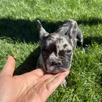 Phantom (Boy 2) - R.e.s.e.r.v.e.d, a male French Bulldog for sale in Los Angeles, CA – Photo 5 of 10