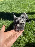 Good boy #2, a male French Bulldog for sale in Los Angeles, CA – Photo 3 of 7