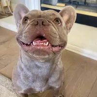 Phantom (Boy 2) - R.e.s.e.r.v.e.d, a male French Bulldog for sale in Los Angeles, CA – Photo 8 of 10