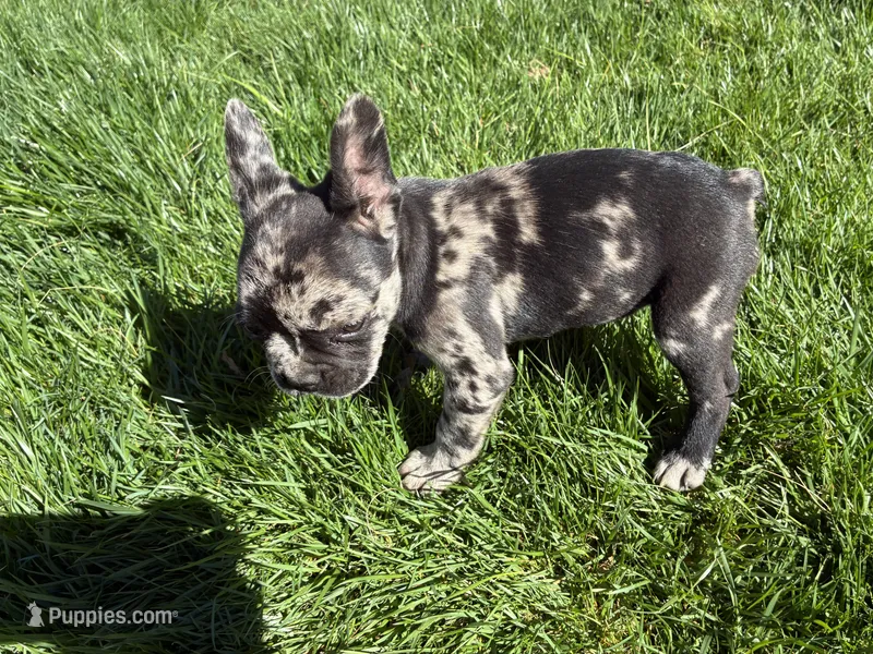 Phantom (Boy 2), a male French Bulldog for sale in Los Angeles, CA – Photo 1 of 10