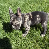 Phantom (Boy 2) - R.e.s.e.r.v.e.d, a male French Bulldog for sale in Los Angeles, CA – Photo 1 of 10