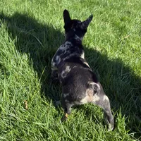 Phantom (Boy 2) - R.e.s.e.r.v.e.d, a male French Bulldog for sale in Los Angeles, CA – Photo 3 of 10