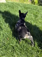 Phantom (Boy 2), a male French Bulldog for sale in Los Angeles, CA – Photo 3 of 10