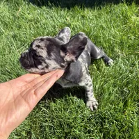 Phantom (Boy 2) - R.e.s.e.r.v.e.d, a male French Bulldog for sale in Los Angeles, CA – Photo 2 of 10