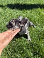 Phantom (Boy 2), a male French Bulldog for sale in Los Angeles, CA – Photo 2 of 10