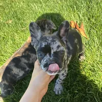 Phantom (Boy 2) - R.e.s.e.r.v.e.d, a male French Bulldog for sale in Los Angeles, CA – Photo 4 of 10