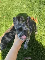 Good boy #2, a male French Bulldog for sale in Los Angeles, CA – Photo 1 of 7