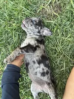 Oreos, a female French Bulldog for sale in Moreno Valley, CA – 2 of 9