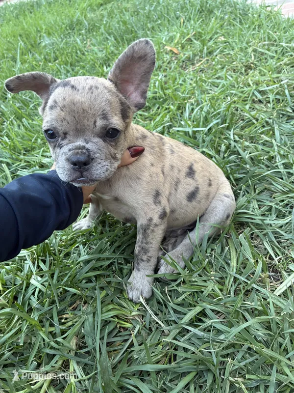 Tiny  – French Bulldog puppy for sale in Moreno Valley, CA