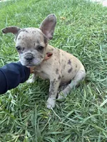Tiny , a male French Bulldog for sale in Moreno Valley, CA – 1 of 10