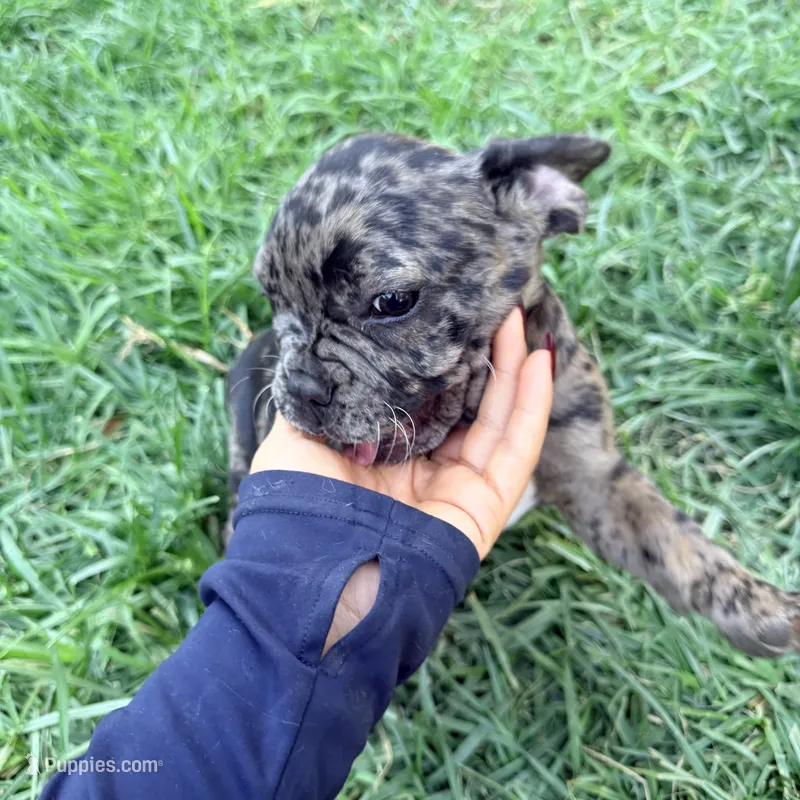 Oreos – French Bulldog puppy for sale in Moreno Valley, CA