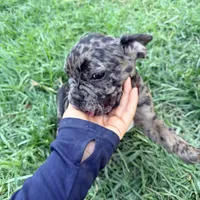 Oreos, a female French Bulldog for sale in Moreno Valley, CA – 1 of 9